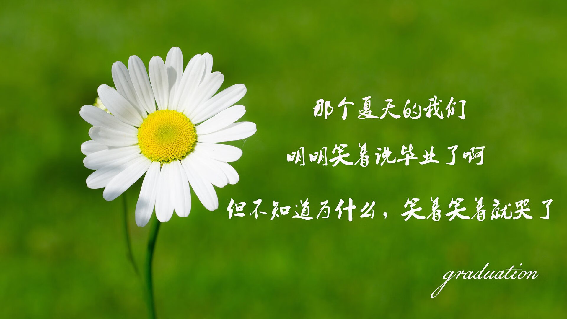 阿尔阿赫利球迷组织举办庆祝活动，支持球队，阿尔及利亚阿赫兰