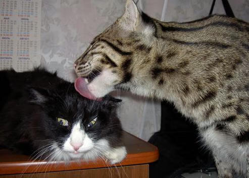 意甲组织艺术：策略与技巧全方位展现！，意甲系派