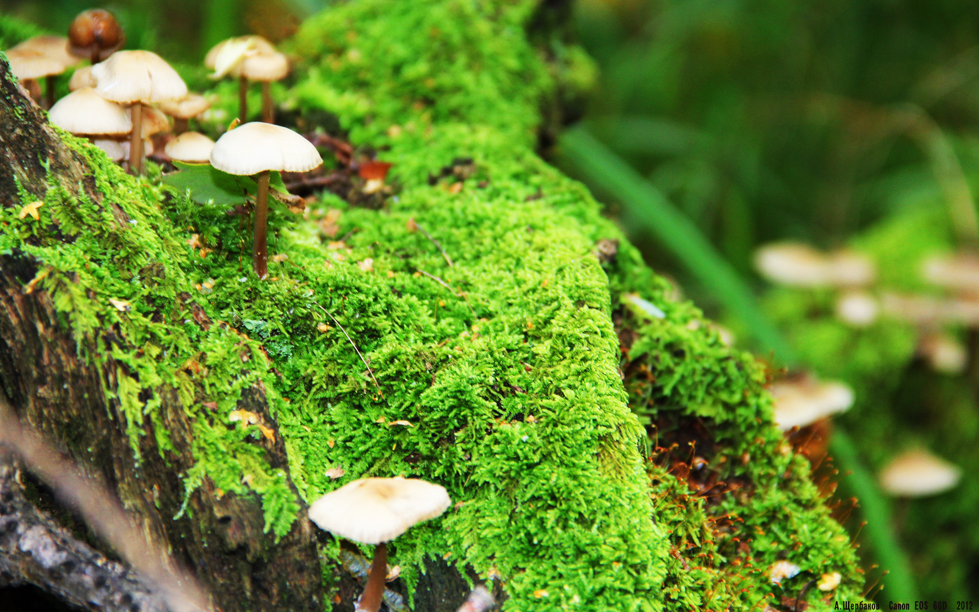 李恩：全黑队进攻的中坚力量，灵活跑位撕开防线，李恩采访视频