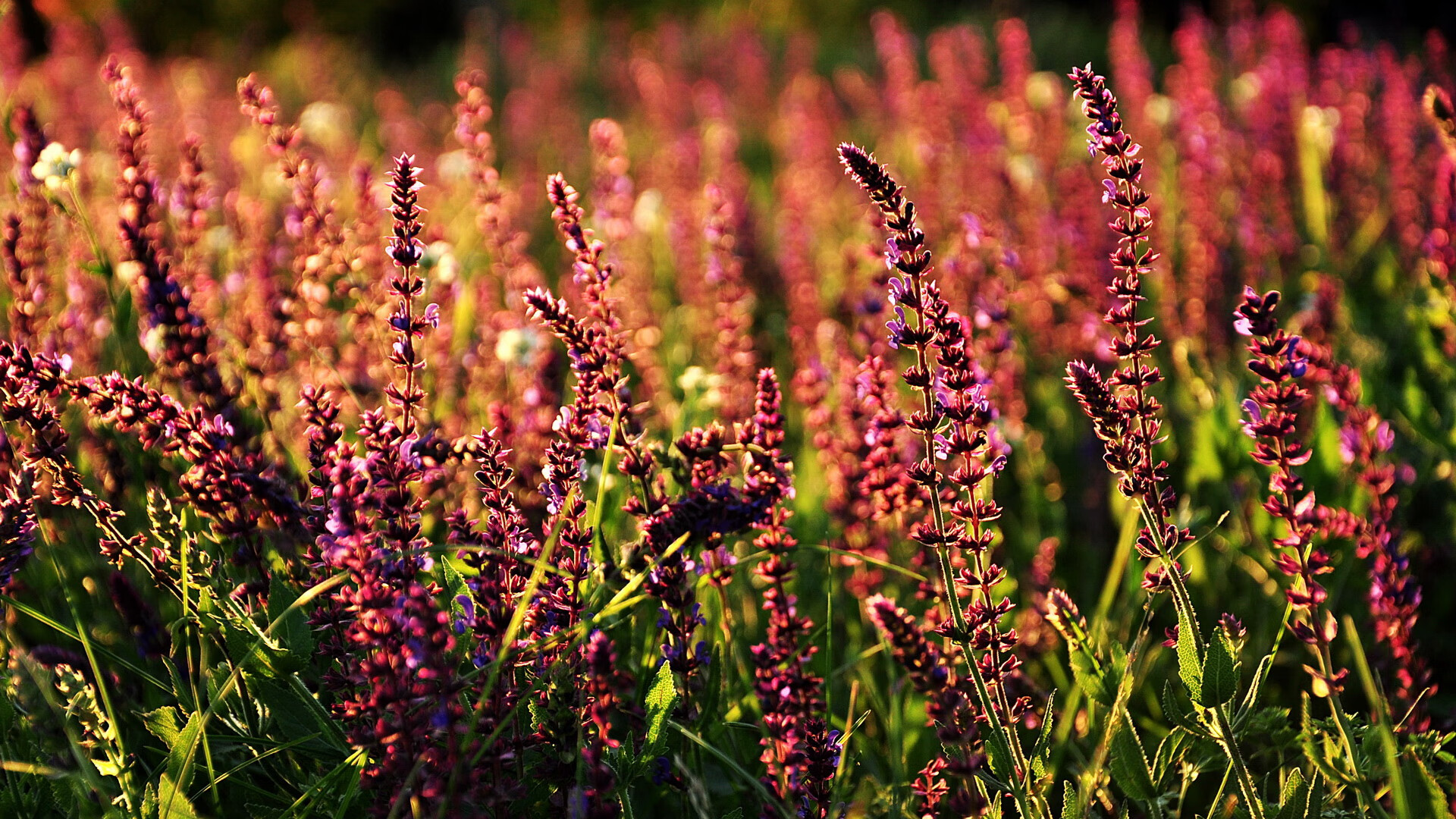 李娜入选网球名人堂,网球明星李娜