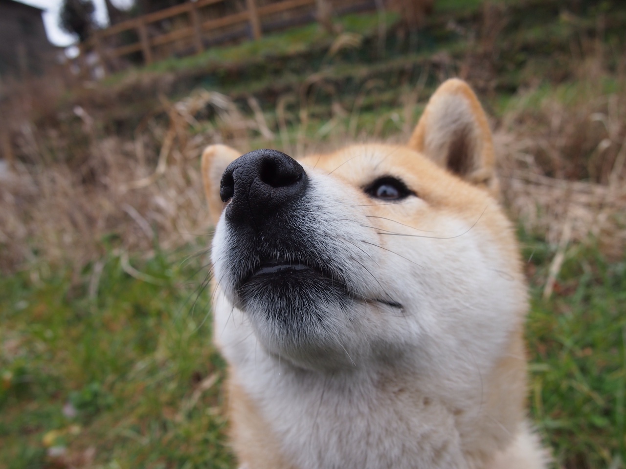 美洲杯明星闪耀：个人能力点燃绿茵激情！，美洲杯人气
