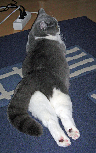 苏格兰橄榄球比赛吸引全球目光，成为赛事焦点，苏格兰队简介